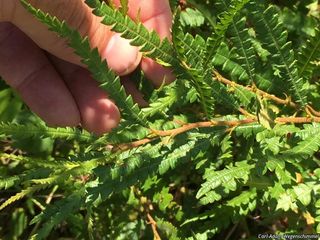 6678_COMPPER_503 thumbnail