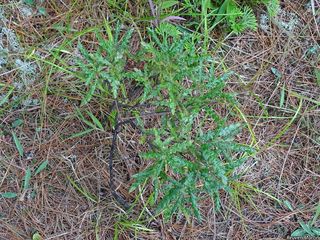 6678_COMPPER_507 thumbnail