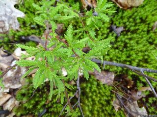 6678_COMPPER_511 thumbnail