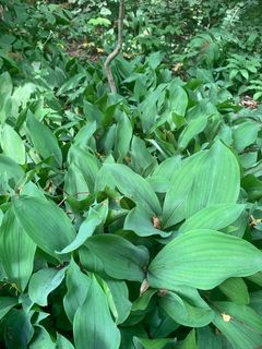 4606_CONVMAJ_500 thumbnail