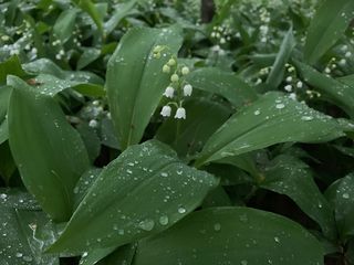 4606_CONVMAJ_501 thumbnail