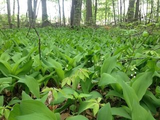 4606_CONVMAJ_503 thumbnail