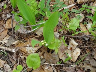 4606_CONVMAJ_505 thumbnail