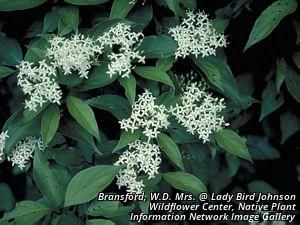 4641_CORNALT_3 thumbnail