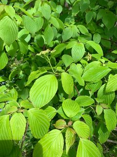 4641_CORNALT_501 thumbnail