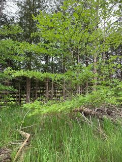 4641_CORNALT_502 thumbnail