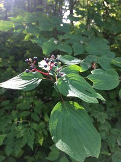 4641_CORNALT_506 thumbnail