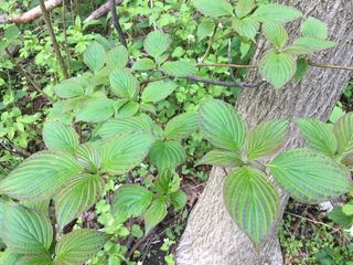 4641_CORNALT_519 thumbnail