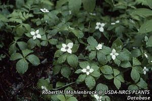 4644_CORNCAN_23 thumbnail