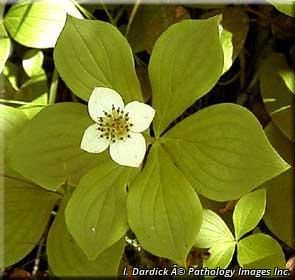 4644_CORNCAN_3 thumbnail