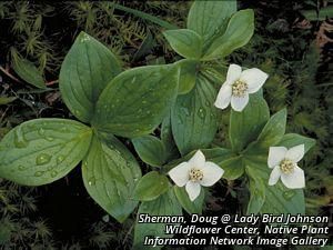 4644_CORNCAN_4 thumbnail