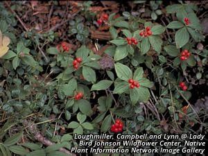 4644_CORNCAN_5 thumbnail