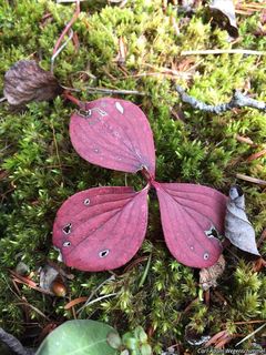 4644_CORNCAN_501 thumbnail