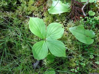 4644_CORNCAN_510 thumbnail