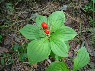 4644_CORNCAN_516 thumbnail