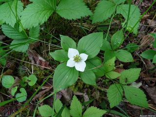 4644_CORNCAN_519 thumbnail