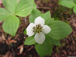 4644_CORNCAN_524 thumbnail