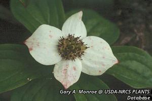 4644_CORNCAN_6 thumbnail