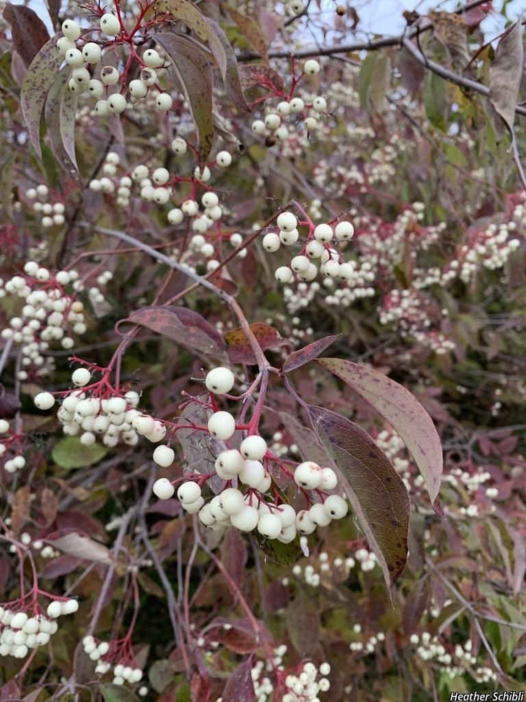 gray dogwood| panicled dogwood plant preview