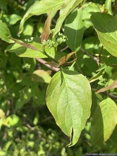 14857_CORNRAC_505 thumbnail