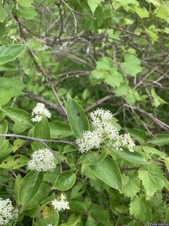 14857_CORNRAC_507 thumbnail