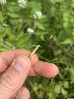 14857_CORNRAC_508 thumbnail