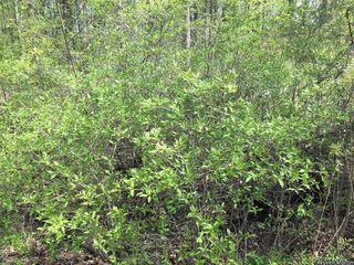 14857_CORNRAC_525 thumbnail