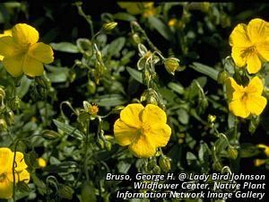 24869_CROCCAN thumbnail