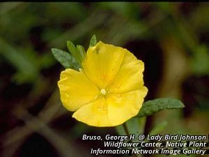 24869_CROCCAN_2 thumbnail