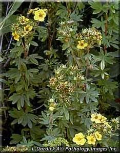 8728_DASIFRU thumbnail