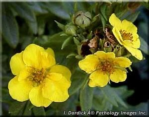 8728_DASIFRU_2 thumbnail