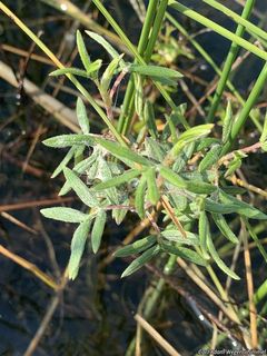 8728_DASIFRU_500 thumbnail