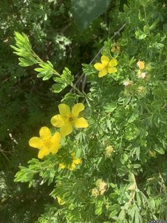 8728_DASIFRU_503 thumbnail