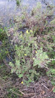 8728_DASIFRU_8031 thumbnail