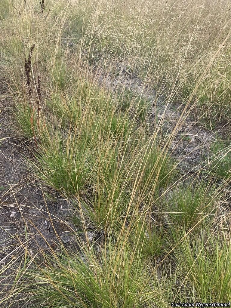 Tufted Hairgrass