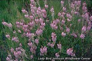 5717_DESMCAN thumbnail