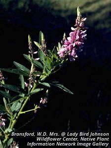 5717_DESMCAN_3 thumbnail