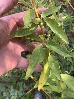 5717_DESMCAN_500 thumbnail