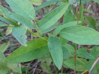 5717_DESMCAN_509 thumbnail