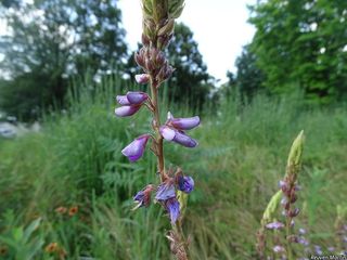 5717_DESMCAN_520 thumbnail