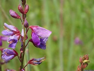 5717_DESMCAN_528 thumbnail