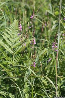 5717_DESMCAN_8011 thumbnail