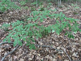 9413_DIRCPAL_500 thumbnail