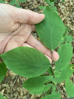 9413_DIRCPAL_501 thumbnail