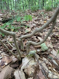 9413_DIRCPAL_502 thumbnail