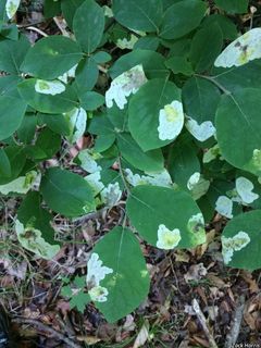 9413_DIRCPAL_512 thumbnail