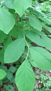 9413_DIRCPAL_8001 thumbnail