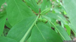 9413_DIRCPAL_8011 thumbnail