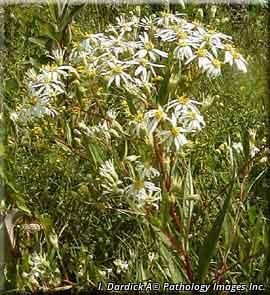 3053_DOELUMB thumbnail