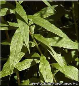 3053_DOELUMB_2 thumbnail